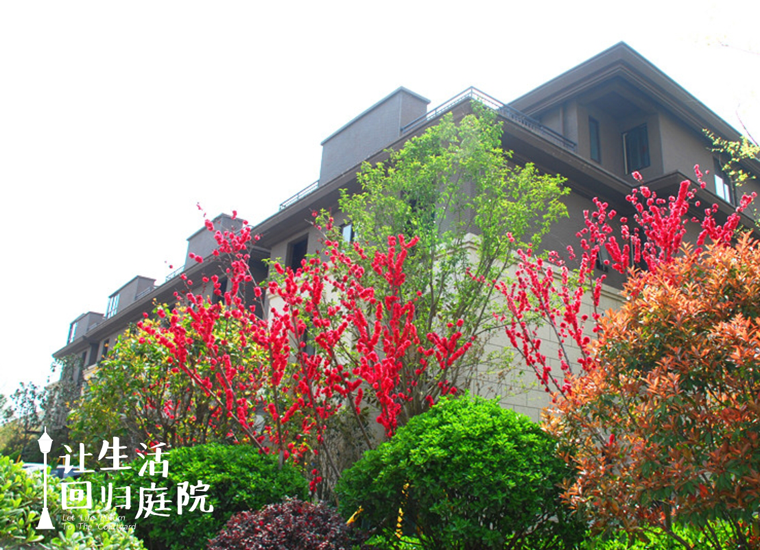 前后张望南阳50年：这样的天井，很难再有了！